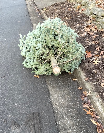 View from bottom of Christmas tree on side in street by curb