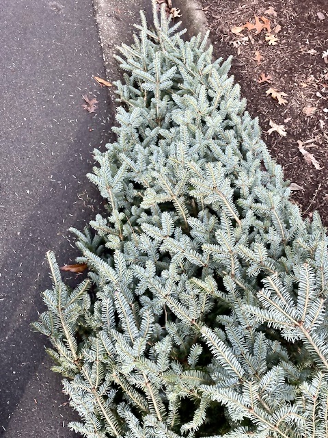 Christmas tree lying on side on street next to curb