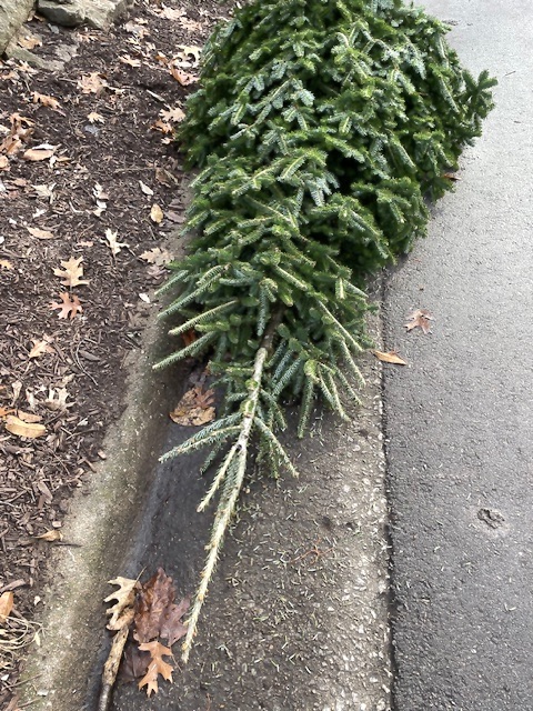 Top half of a Christmas tree lying on its side in the street next to curb
