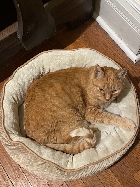 Ginger cat in a cat bed