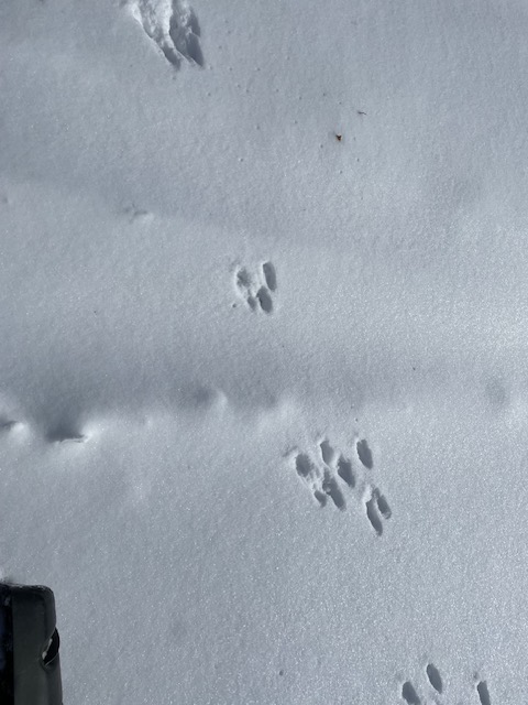 Rabbit tracks in snow