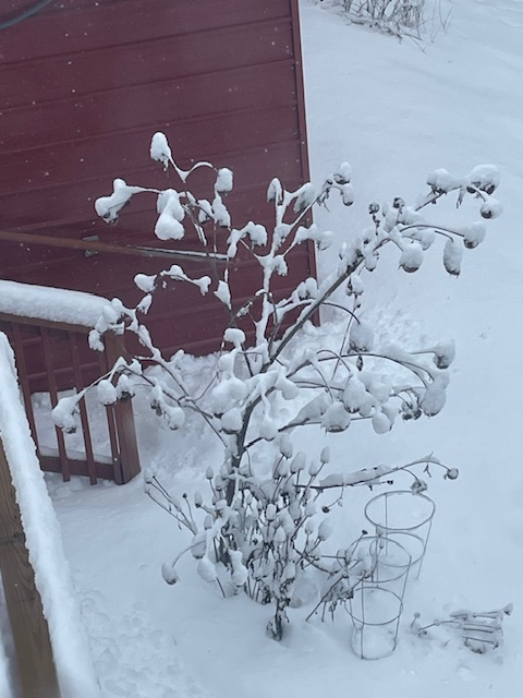 Sunflower with many blooms in winter snow. Each blossom hangs like a round snowy ornament