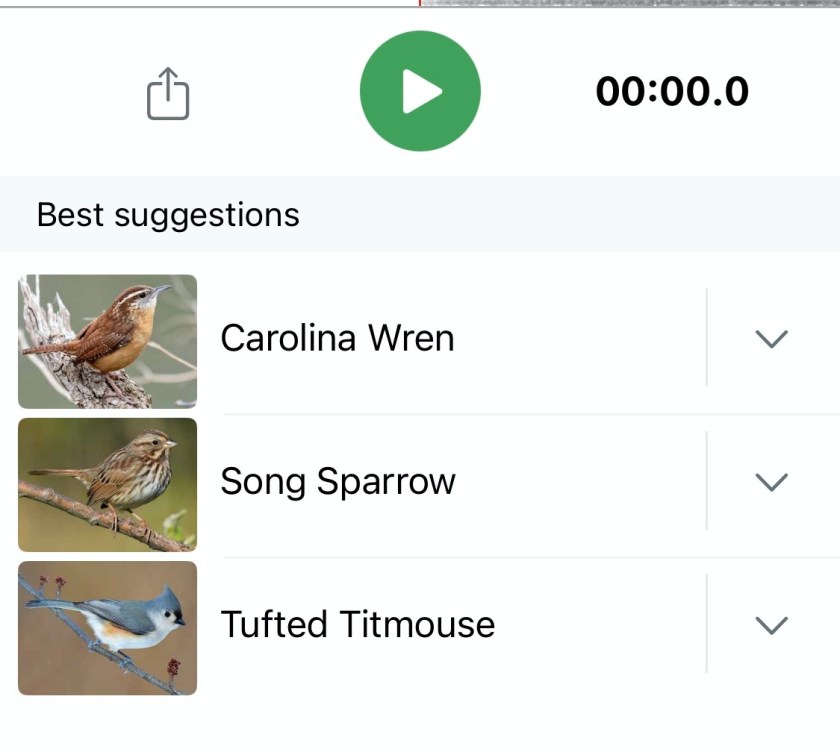 Three birds, Carolina wren, song sparrow, tufted titmouse