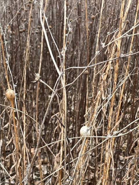 Close up of a mix of prairie grasses