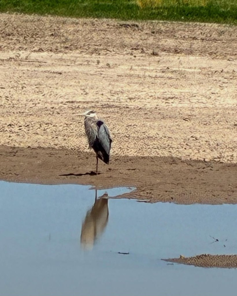 Great blue heron in mud at edge of large puddle