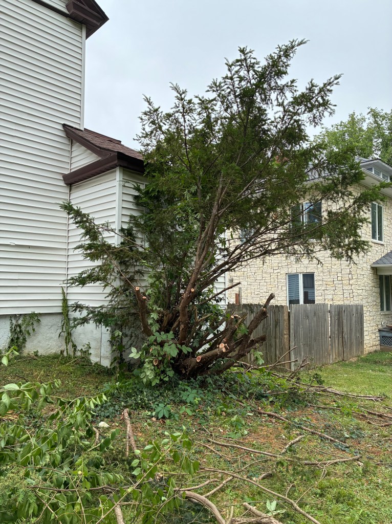 Massive bush half cut away in front of a house with white siding.