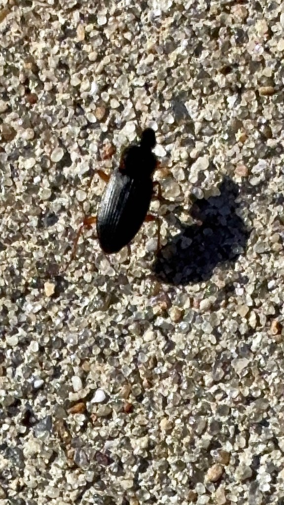 Black beetle on concrete with prominent shadow.