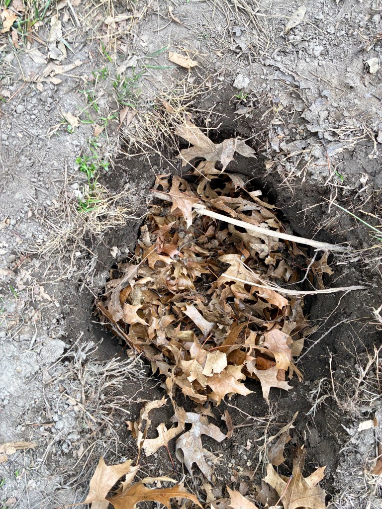 Hole in the ground, filled with dry leaves.