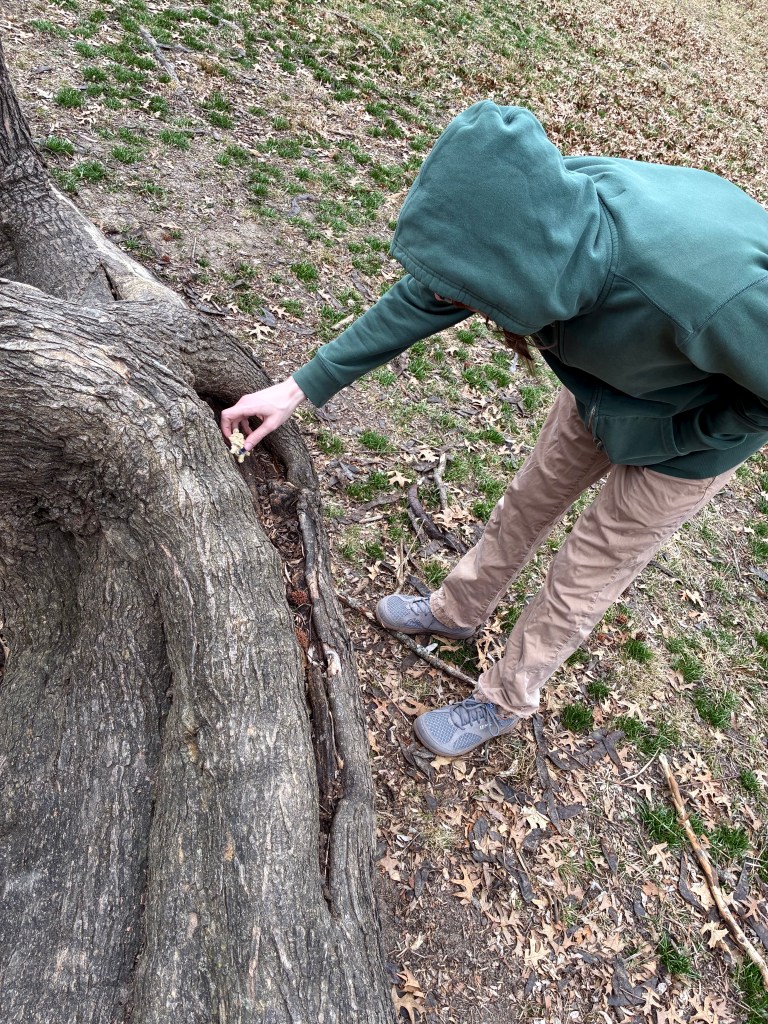 Person on khaki pants and green hoodie leaning over and placing object in tree crevice.