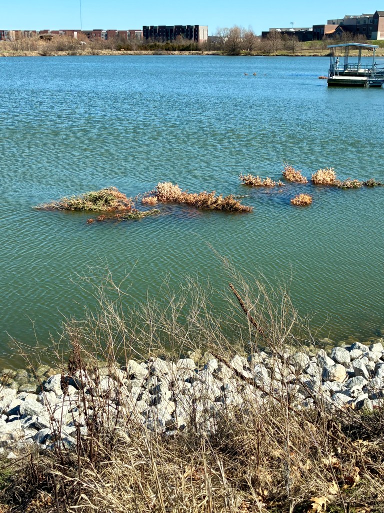Lake with old Christmas trees partially submerged