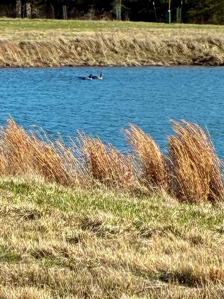 Two geese on a lake