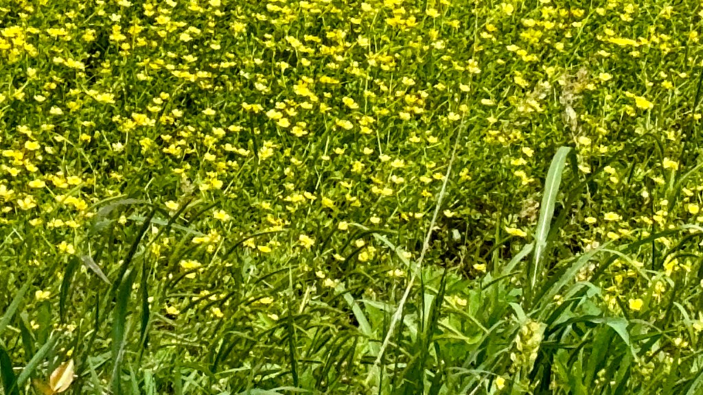 Zoomed in view of many buttercups