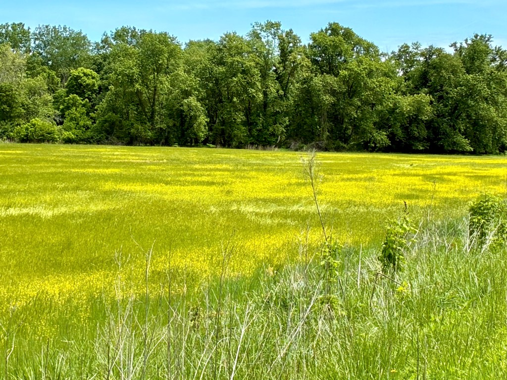 Green field with large patches of yellow buttercups. Trees in background.