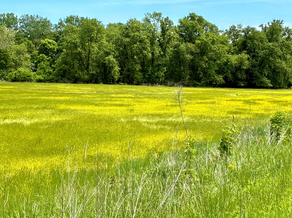 Green field with large patches of yellow buttercups. Trees in background.