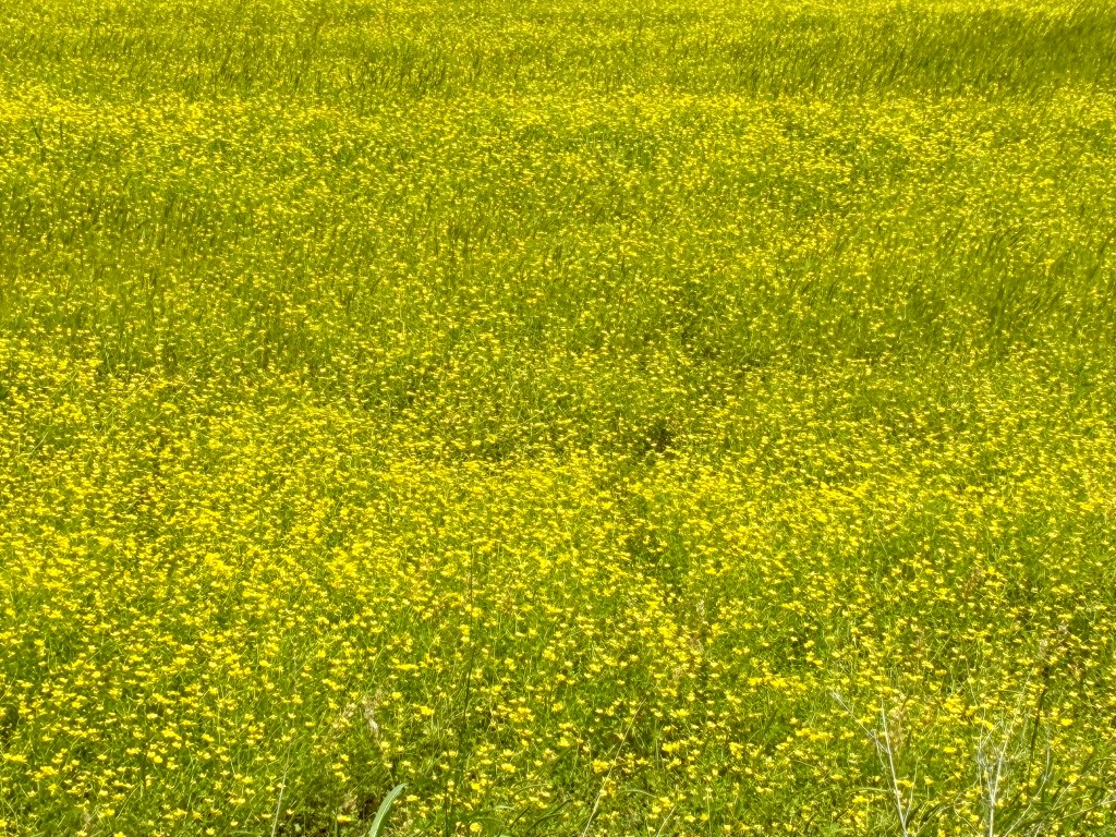Field of yellow buttercups