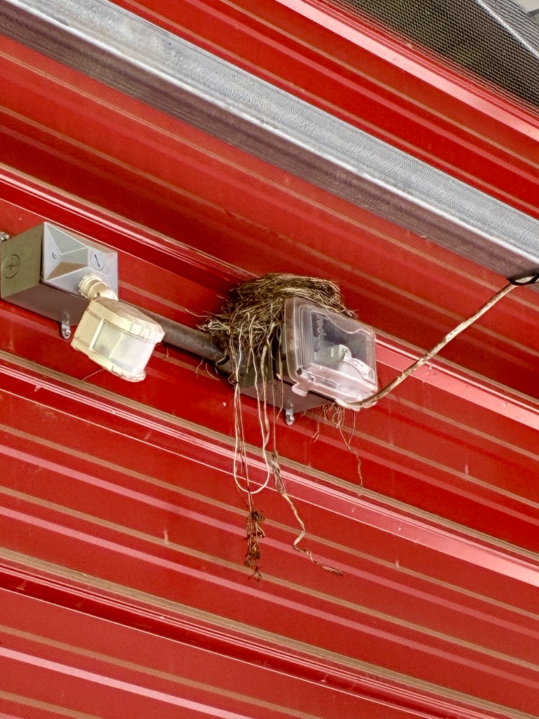 Robin's nest built on top of electrical box attached to red corrugated sheet metal.