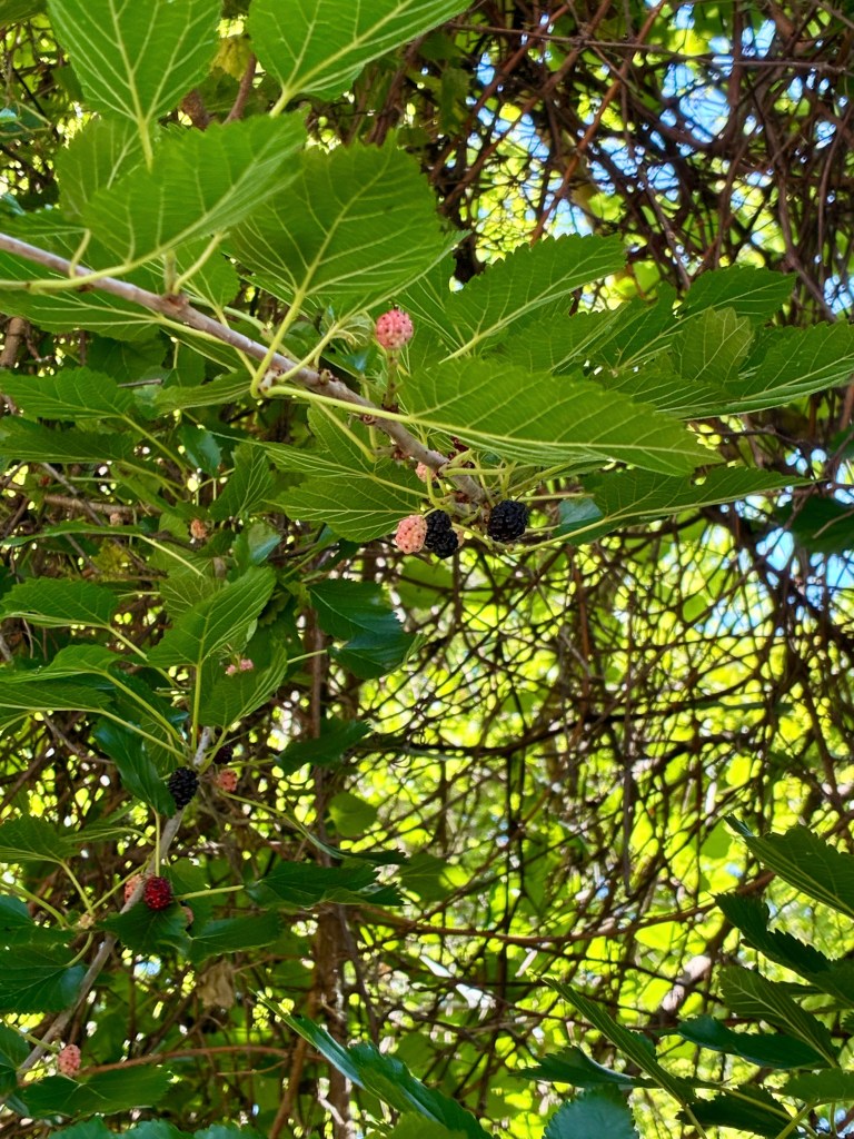 Mulberries