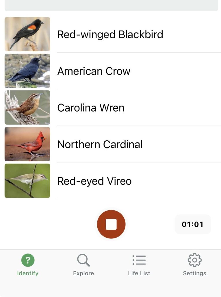 Screenshot from Merlin app, identifying Red-winged blackbird, American crow, Carolina wren, northern cardinal, red-eyed vireo